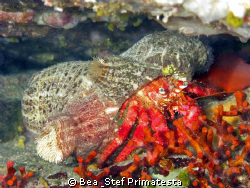 Hermit crab with anemon (Dardanus calidus & Calliactis pa... by Bea & Stef Primatesta 